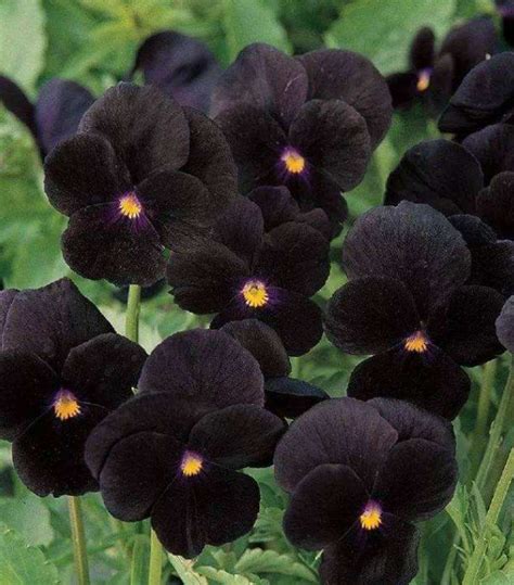黑色的花有哪些 風水 南